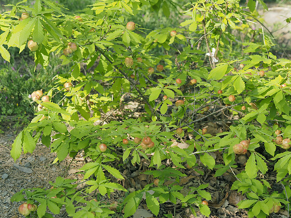 ナラメリンゴフシにかかわる観察(1) 虫えいとコナラ_d0163696_17454922.jpg