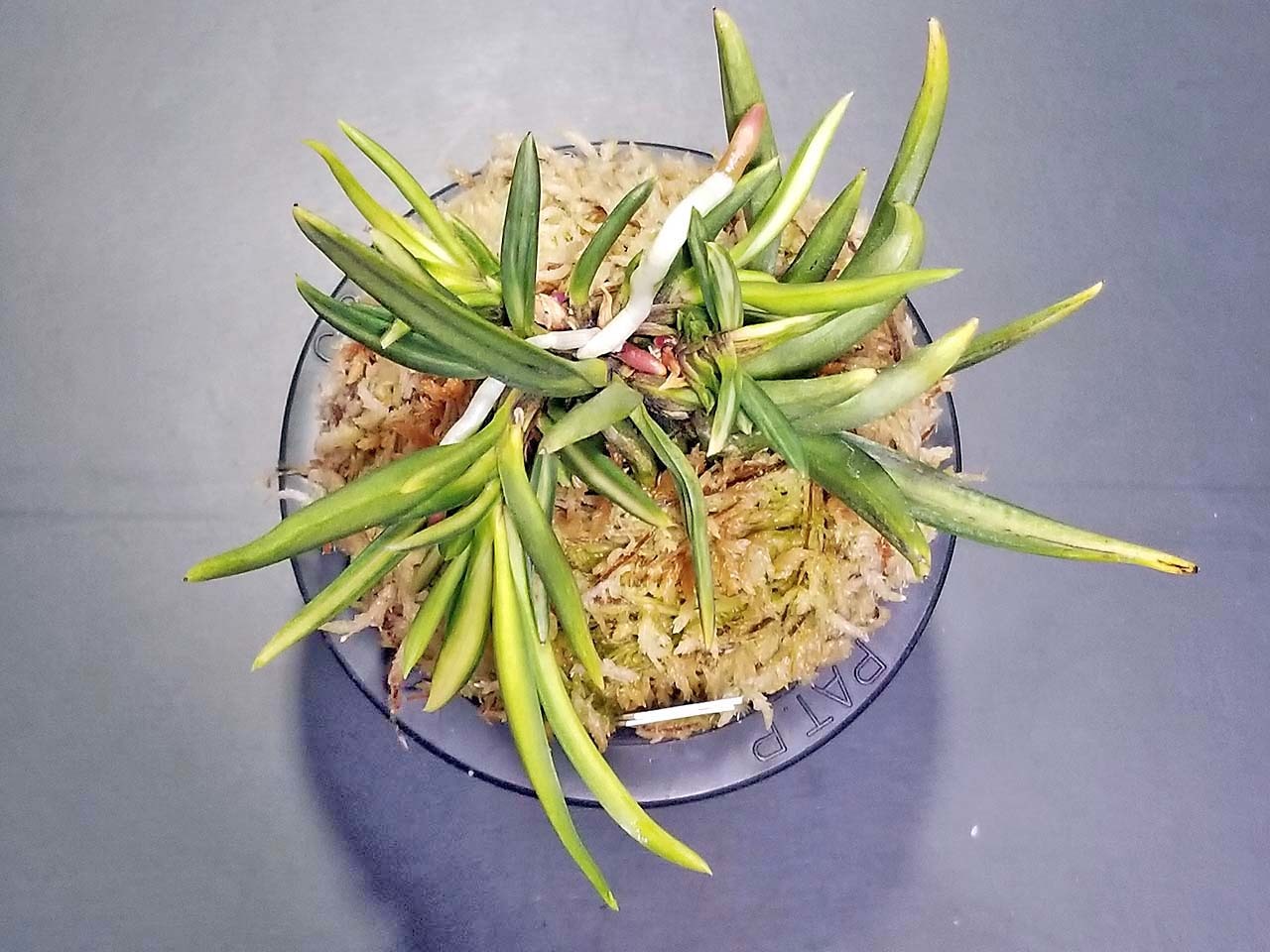 富貴蘭 浪花獅子 : 富貴蘭チャンネル