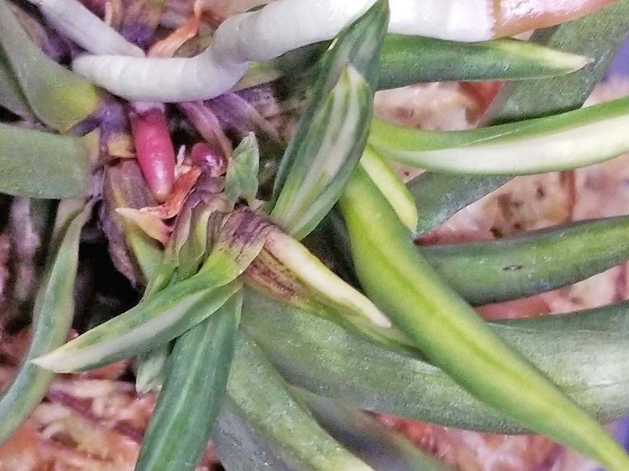 富貴蘭 浪花獅子 : 富貴蘭チャンネル