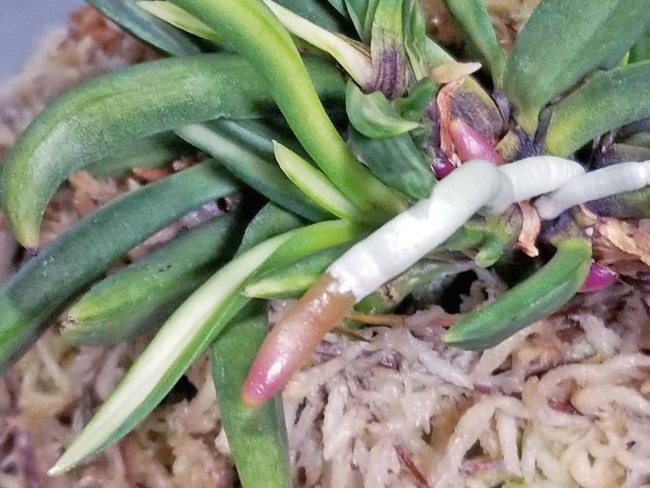 富貴蘭 浪花獅子 : 富貴蘭チャンネル