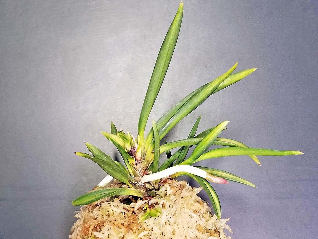 富貴蘭 浪花獅子 : 富貴蘭チャンネル