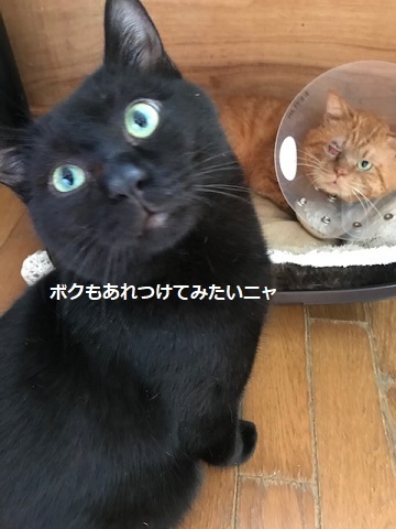 福丸くんの右目_f0242002_20581449.jpg