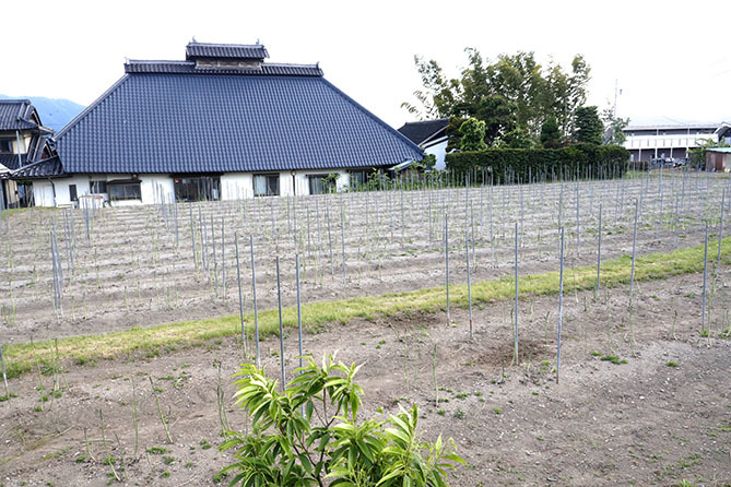 アスパラ支柱立て 0523 広告屋のつれづれ
