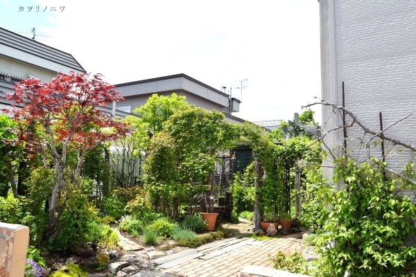 フローラリア咲く5月23日の庭_d0380314_20092112.jpg