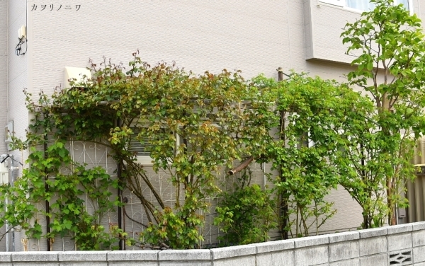 フローラリア咲く5月23日の庭_d0380314_20104139.jpg