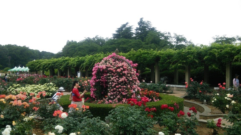 【神代植物公園 ばら園】2018年5月_c0398615_16351952.jpg