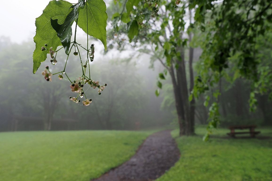 霧に包まれた朝、ツリバナが満開だった♪・・・赤城自然園(2020.5.20)_a0031821_11351959.jpg