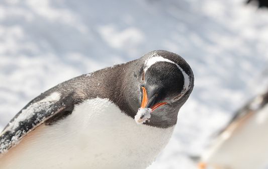 ジェンツーペンギンのお散歩_b0339621_22254201.jpg