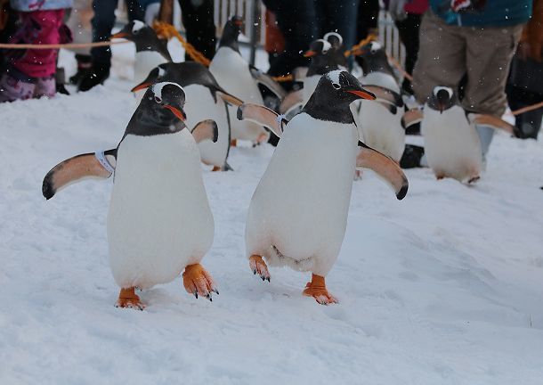 ジェンツーペンギンのお散歩_b0339621_22260092.jpg