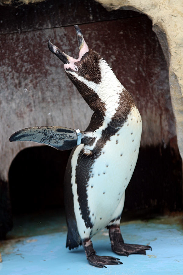 求愛のディスプレイ 動物園放浪記