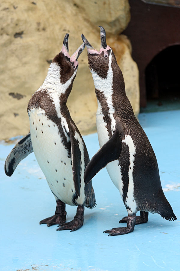 求愛のディスプレイ 動物園放浪記