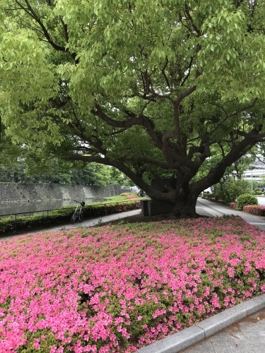休業日ブログ・その43_e0195325_18053624.jpeg