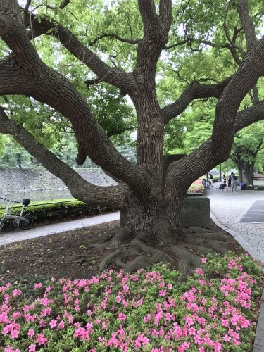 休業日ブログ・その43_e0195325_18055962.jpeg