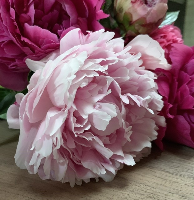 芍薬の香り_e0404027_12124849.jpeg