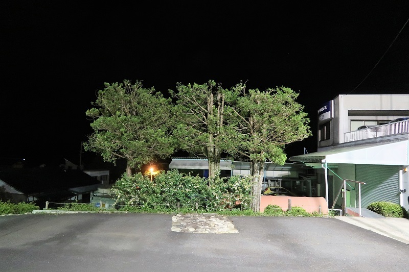 翌桧の剪定と初代WRXのテスト走行_f0076731_20264864.jpg