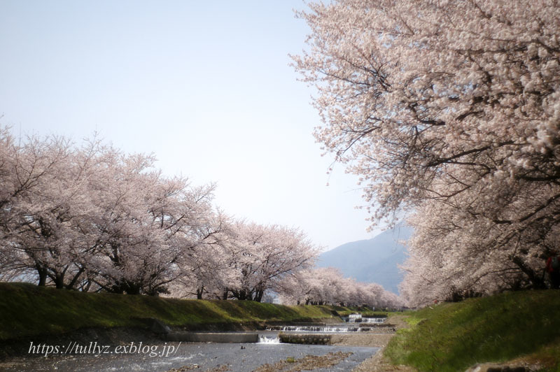 安曇野の桜（１）_d0108132_18413154.jpg