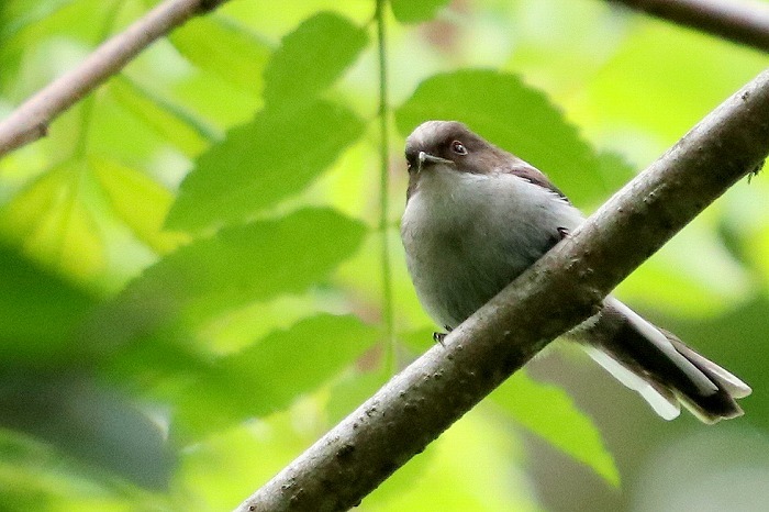 エナガの幼鳥 暮らしの中で