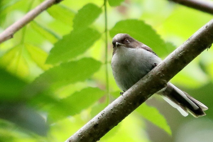 エナガの幼鳥_f0327034_16284270.jpg