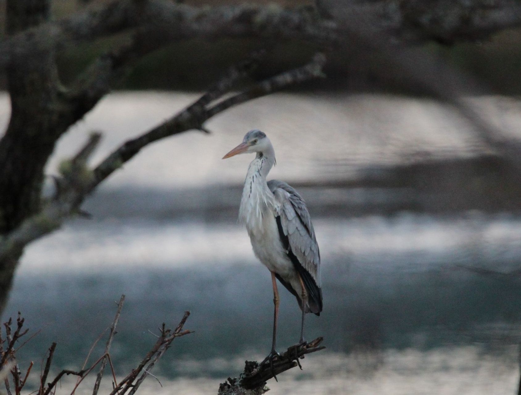 カメラ 4月28日 道東 走古丹 野鳥 アオサギ ダイサギ フクちゃんのフライ日記 カメラ 4月28日 道東 走古丹 野鳥 アオサギ ダイサギ フクちゃんのフライ日記