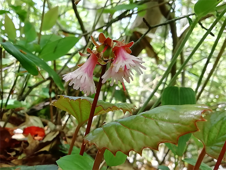 大万木山大階段*イワカガミ*_f0214649_20180822.jpg