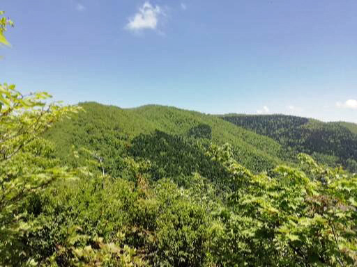 大万木山大階段*イワカガミ*_f0214649_20253551.jpg