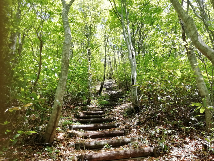 大万木山大階段*イワカガミ*_f0214649_20272607.jpg