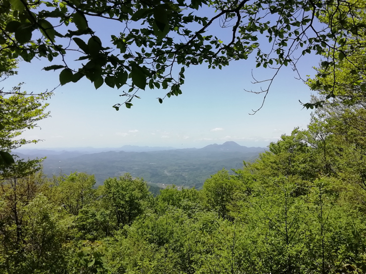 大万木山大階段*イワカガミ*_f0214649_20314070.jpg
