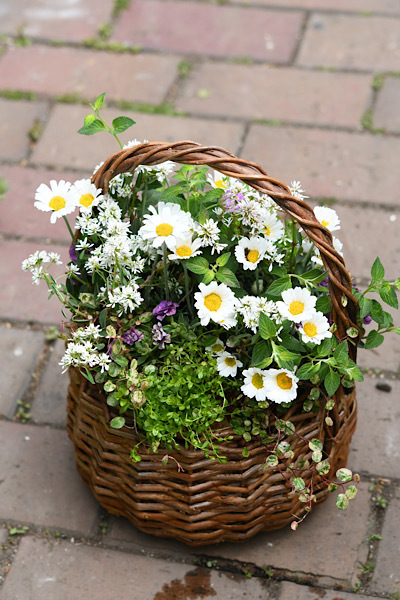 *寄せ植えレッスン✧‧˚ *_e0159050_18483317.jpeg