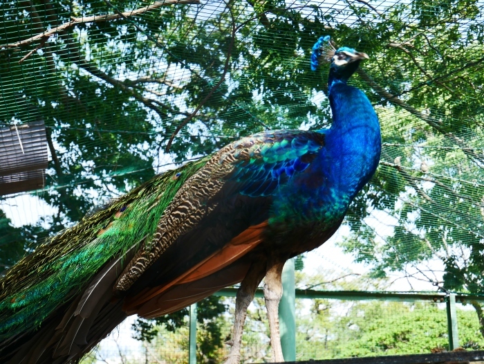 　　お城の動物園も再開　　２０２０-０５-２６　００：００ 　　　　_b0093754_22272144.jpg