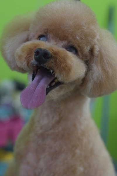 心愛ちゃんママ、チャッピーちゃんママ、ソフィーちゃんママ、差し入れありがとうございます!_b0347262_09091912.jpg