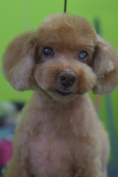 心愛ちゃんママ、チャッピーちゃんママ、ソフィーちゃんママ、差し入れありがとうございます!_b0347262_09092528.jpg
