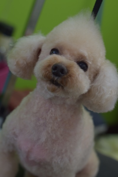 心愛ちゃんママ、チャッピーちゃんママ、ソフィーちゃんママ、差し入れありがとうございます!_b0347262_09093454.jpg