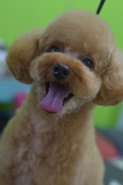 心愛ちゃんママ、チャッピーちゃんママ、ソフィーちゃんママ、差し入れありがとうございます!_b0347262_09094084.jpg