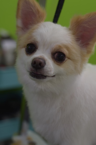 心愛ちゃんママ、チャッピーちゃんママ、ソフィーちゃんママ、差し入れありがとうございます!_b0347262_09094575.jpg