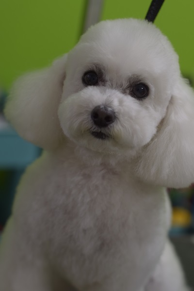 心愛ちゃんママ、チャッピーちゃんママ、ソフィーちゃんママ、差し入れありがとうございます!_b0347262_09095166.jpg