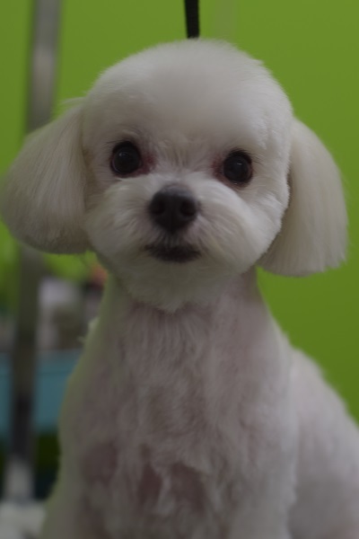 心愛ちゃんママ、チャッピーちゃんママ、ソフィーちゃんママ、差し入れありがとうございます!_b0347262_09100292.jpg
