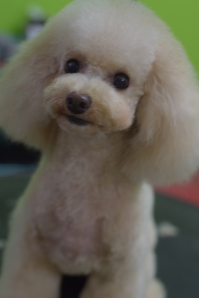 心愛ちゃんママ、チャッピーちゃんママ、ソフィーちゃんママ、差し入れありがとうございます!_b0347262_09100801.jpg
