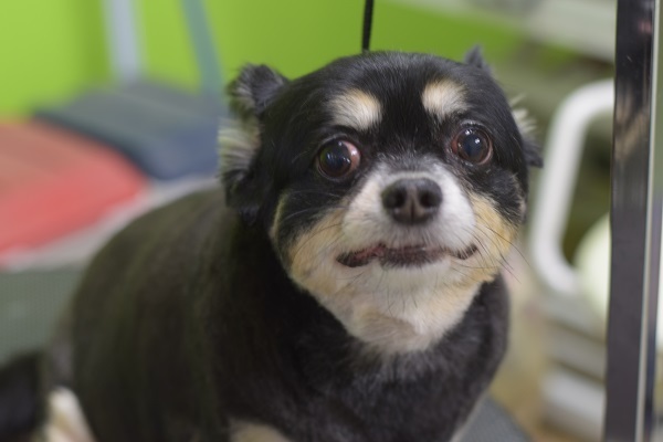 心愛ちゃんママ、チャッピーちゃんママ、ソフィーちゃんママ、差し入れありがとうございます!_b0347262_09101450.jpg