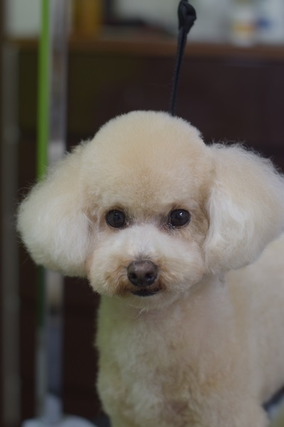 心愛ちゃんママ、チャッピーちゃんママ、ソフィーちゃんママ、差し入れありがとうございます!_b0347262_09102676.jpg