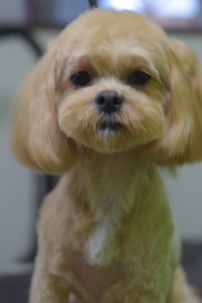 心愛ちゃんママ、チャッピーちゃんママ、ソフィーちゃんママ、差し入れありがとうございます!_b0347262_09103982.jpg