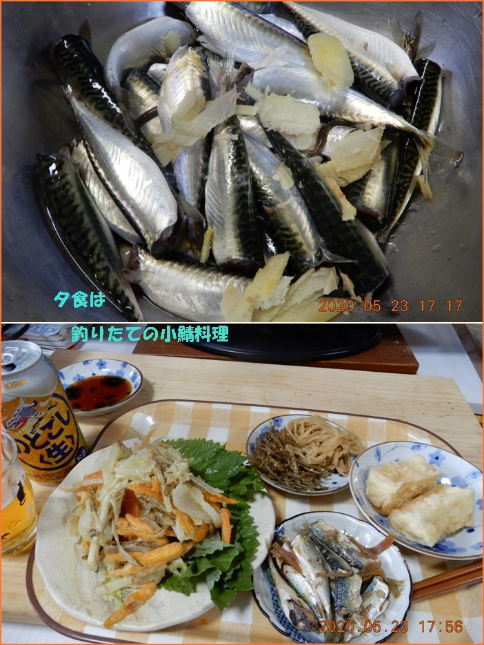 15年ぶり 音羽川河口に小サバ釣り 小次郎じじ物語