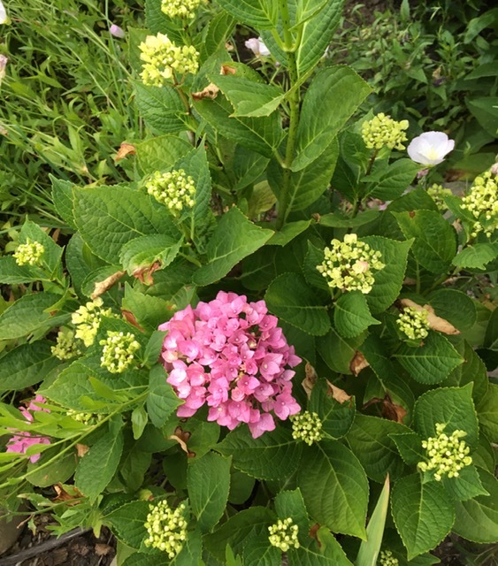 5月の庭ー立葵、紫陽花、グラジオラス_e0350971_00281940.jpg