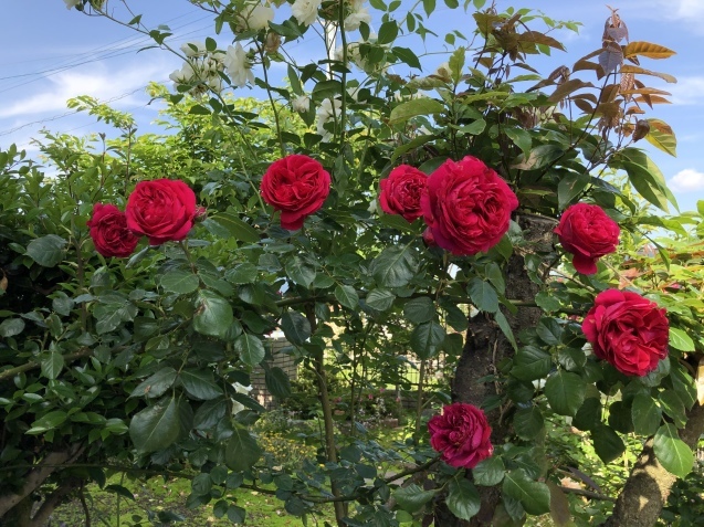 「ルージュ ピエール ドゥ ロンサール。_a0394574_14300285.jpeg