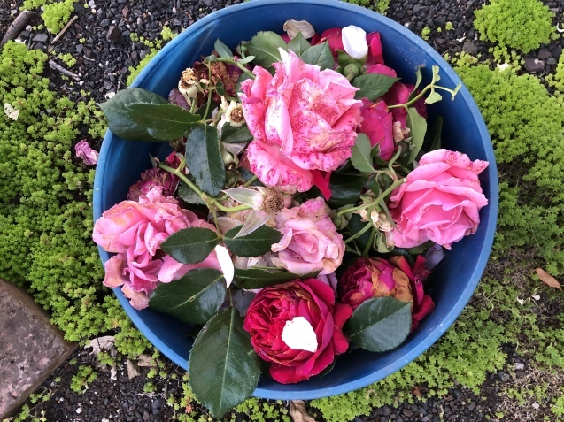 「ルージュ ピエール ドゥ ロンサール。_a0394574_14330576.jpeg