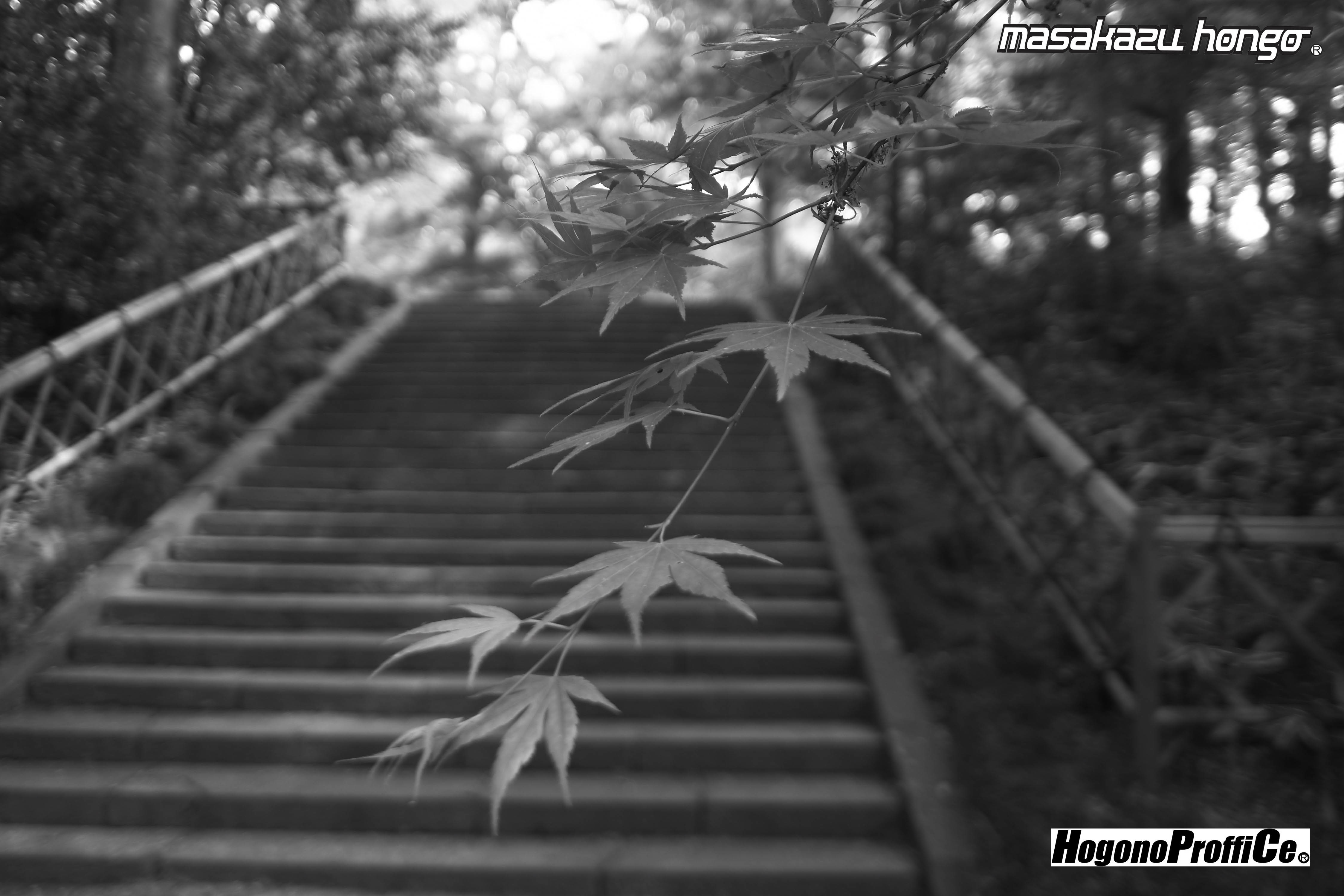 【おっ散歩カメラ放浪記:第6回】青葉神社とカラスコ_b0008475_08145438.jpg
