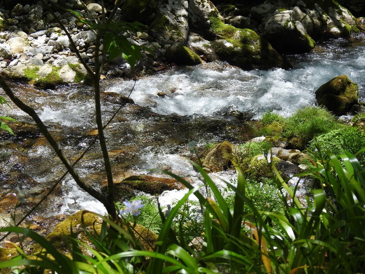 『渓流風景(神崎川と円原川)』_d0054276_2018325.jpg