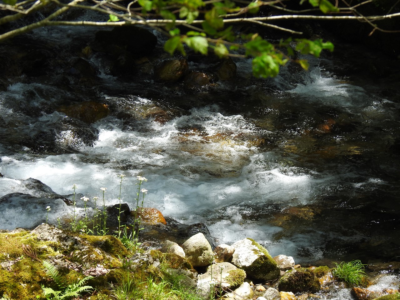 『渓流風景(神崎川と円原川)』_d0054276_2019487.jpg