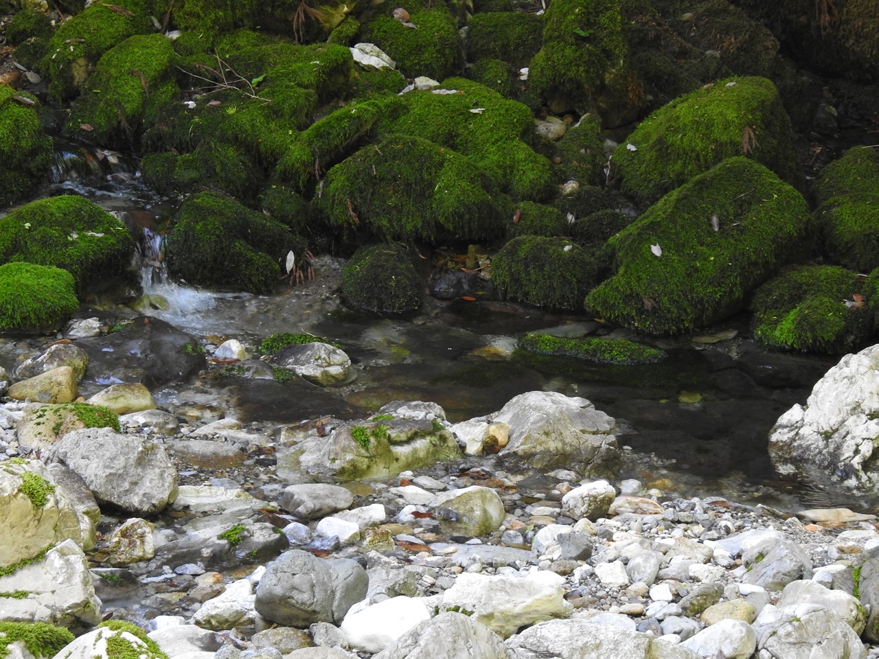 『渓流風景(神崎川と円原川)』_d0054276_20201333.jpg