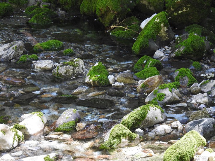『渓流風景(神崎川と円原川)』_d0054276_20202834.jpg
