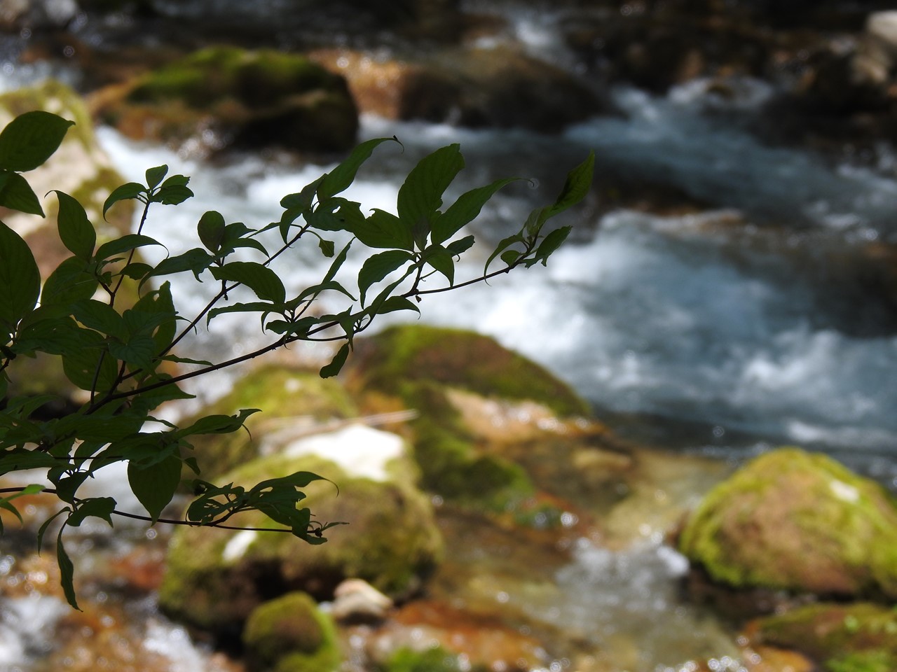 『渓流風景(神崎川と円原川)』_d0054276_202326.jpg